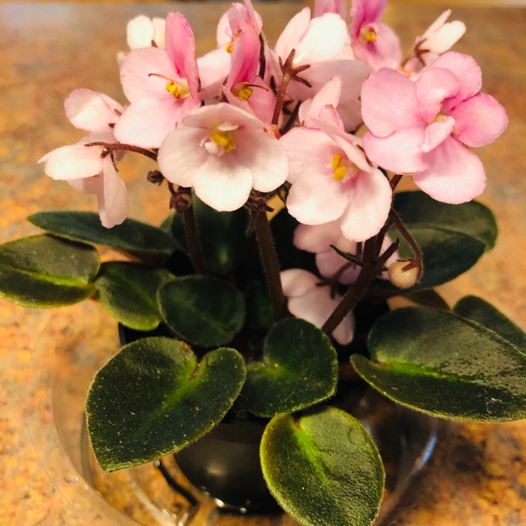 Meet your Posher, Rocio - Picture 1 of 1